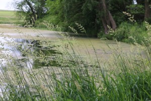 Algae is found in many Iowa lakes and ponds. It can be toxic to humans and fatal to pets.