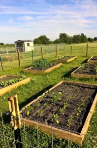 The Opportunities Garden is now in its second season and has taken root as a community-wide endeavor.