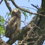 A young great horned owl watched our silent passage.