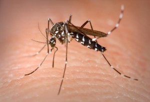 This is an Aedes albopictus female mosquito obtaining a blood meal from a human host. Source: Purdue University Extension Service