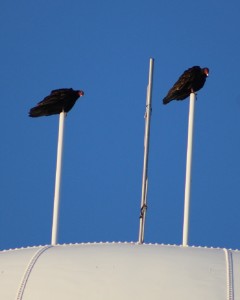These two turkey vultures made sure they  grabbed just about the highest perch possible in Perry. At over 108 feet, the city water tower is Perry's tallest structure.