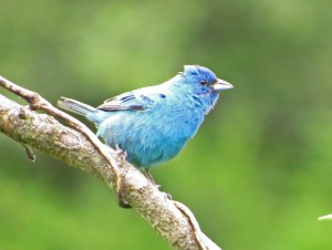 The vivid cobalt blue of the male indigo bunting is a more common sight in Iowa summers as he expands his range.