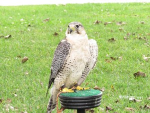 A gyre falcon named Sandy made an appearance from SOAR.