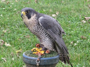 A peregrine falcon named Pearl also paid a visit from SOAR.