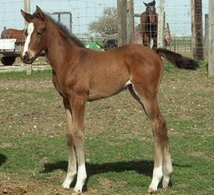 This little filly colt was sired by Blumin Affair in 2011.