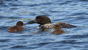 A mother loon feeds her two fledglings.