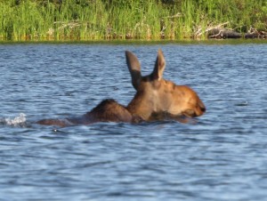 The moose swam much faster than we could paddle.