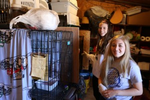 The Cattery is a popular place for students to volunteer.