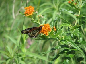 Monarch caterpillars eat only milkweeds. Adult butterflies are less particular.