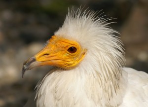 Egyptian vultures are being poisoned by an arthritis drug.