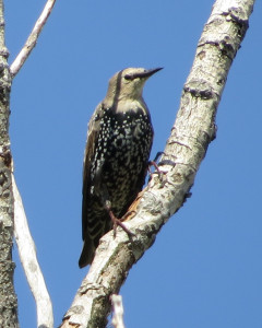 An immature starling in autumn has a tan head and light-brown body.
