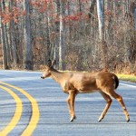 White-tailed_Deer_Crossing_a_Road_Kensington_Metropark_Michigan
