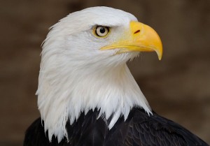 Bald_Eagle_Profile_Portrait_2
