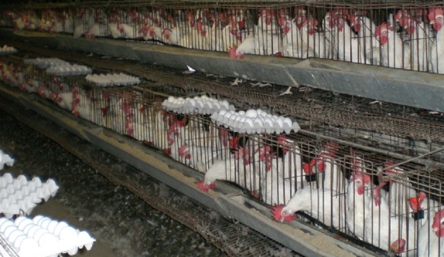 Factory-style chicken production facilitates rapid infection.