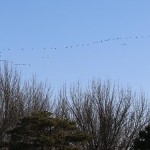009 geese