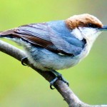 Brown-headed_Nuthatch_as_is_1