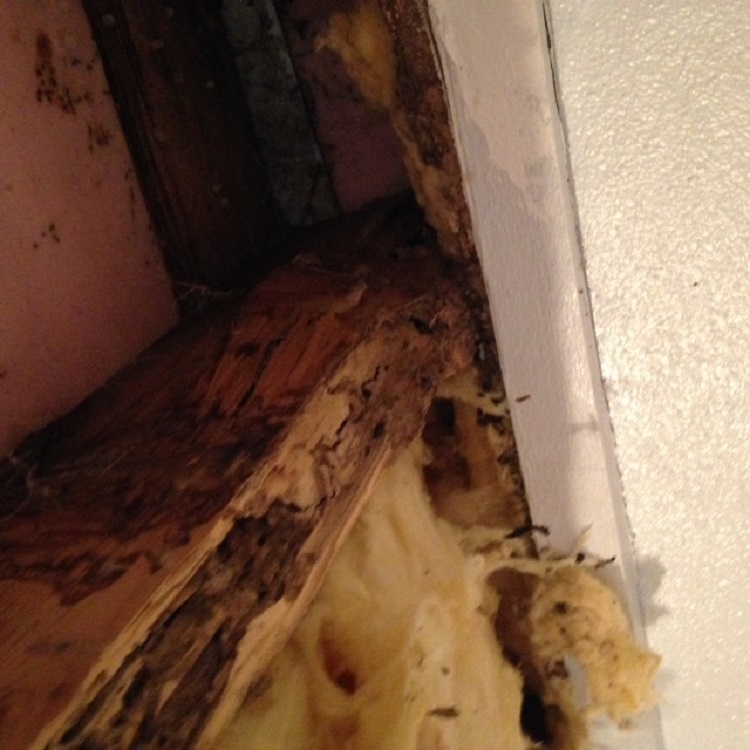 Water damage from faulty roofing was a problem for the Ditters.