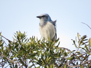 We spotted a rare Florida scrub jay perched atop a bush nearby.