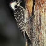 Red-cockaded_Woodpecker