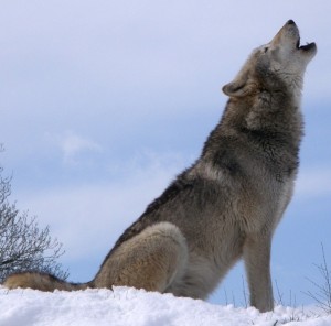 Gray wolves from the Great Lakes population in Michigan, Minnesota and Wisconsin sometimes extend their range to Iowa. 
