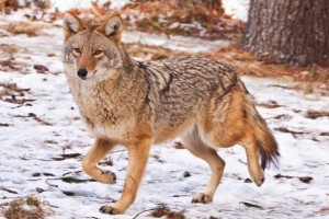 Coyotes are smaller than wolves.