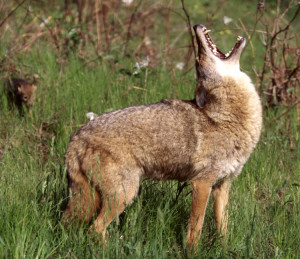 Iowa hunters killed more than 15,000 coyotes in the 2013-2014 season.