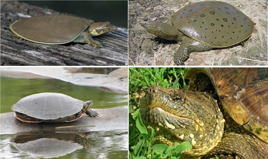 Four native species of Iowa turtles have been proposed for protection, clockwise from upper left, the smooth softhsell turtle, spiny softshell turtle, snapping turtle and painted turtle.
