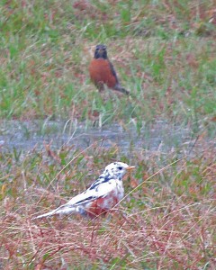 Leucistic robin in foreground, robin with normal coloration in background