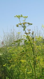The sap of the tall, weedy-looking wild parsnip that is currently seen along Iowa roadsides reacts with sunlight and causes a painful rash on human skin.