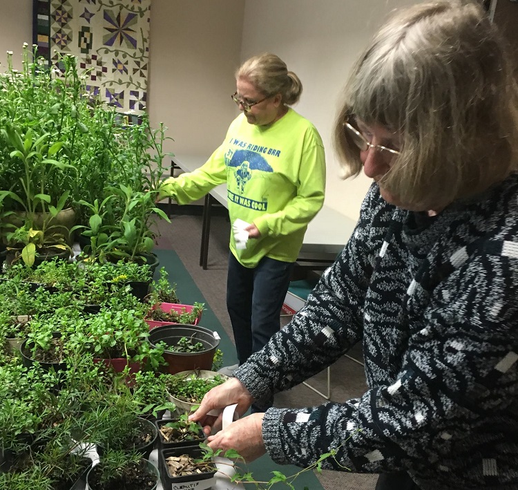 Friends of the Perry Public Library Julie Scheib, left, and Margaret Harden gave tender care to the plants on sale at the Friends' semi-annual fundraising event.