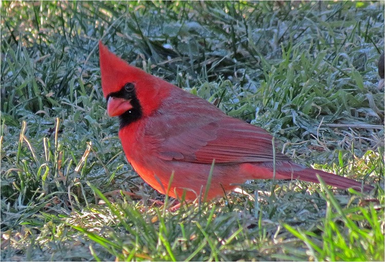 The vivid color of the male cardinal is visible in the dense yew bush outside wmy window.