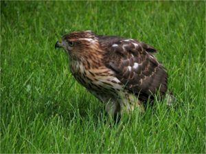 The Cooper's hawk mostly feed on small birds.