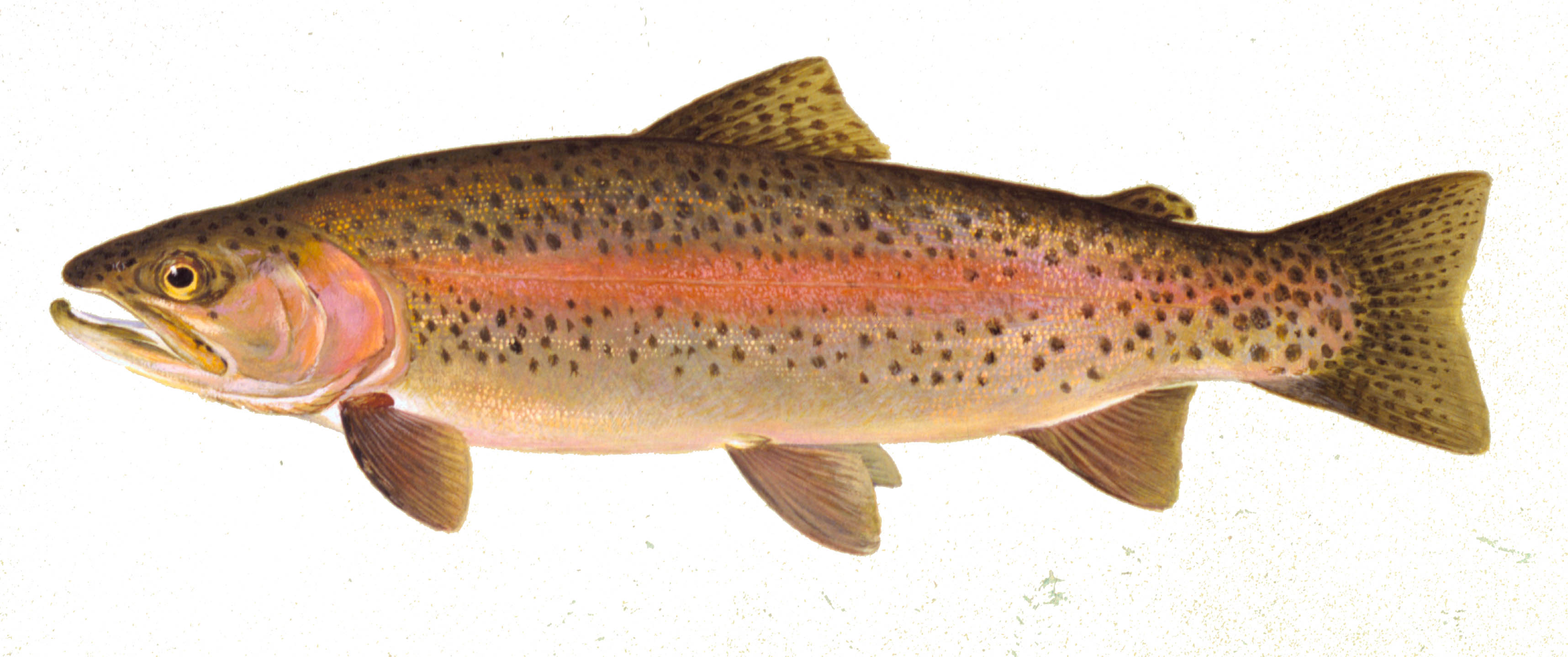 A trout must grow about 15 months before reaching a size suitable for stocking.