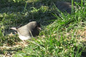 One-third of the juncos' diet consist of ragweed seeds. They also eat thistle, grass and other weed seeds. They prefer to eat on the ground, eating the seeds that other birds have spilled from the feeder.