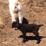 rooney black buck
