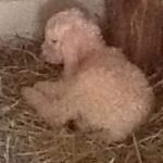 rooney lamb
