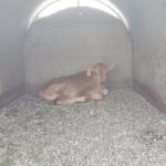 creamery calf