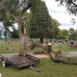 cemetery tree