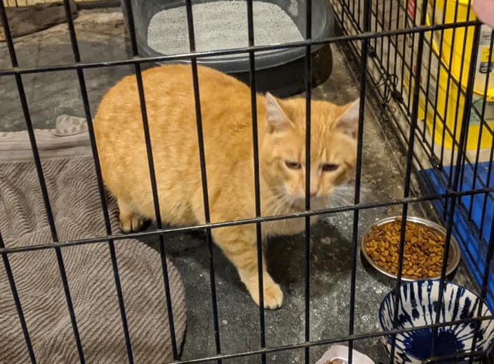 Houseready orange tabby seeks permanent placement ThePerryNews
